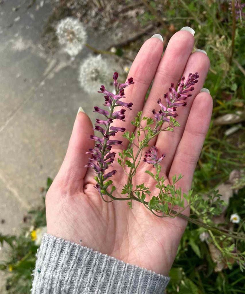 Fumeria officinalis - fumeterre officinale