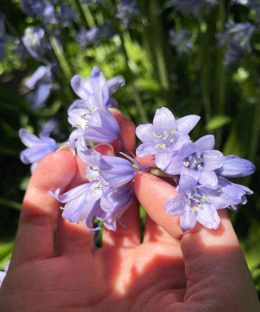 blue bells
