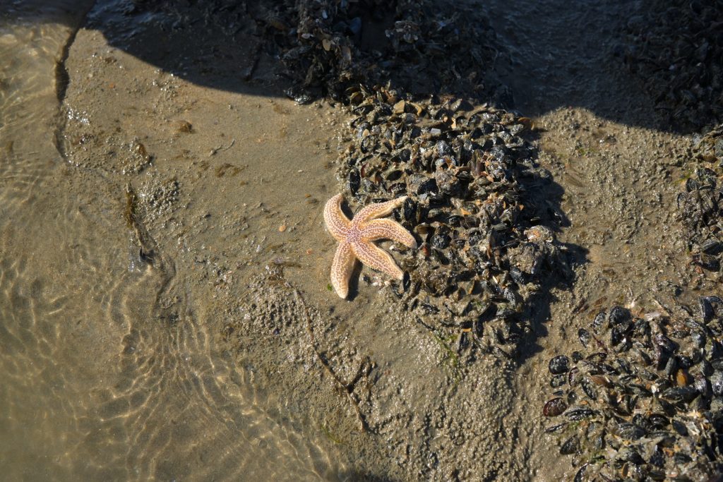 a sea-star