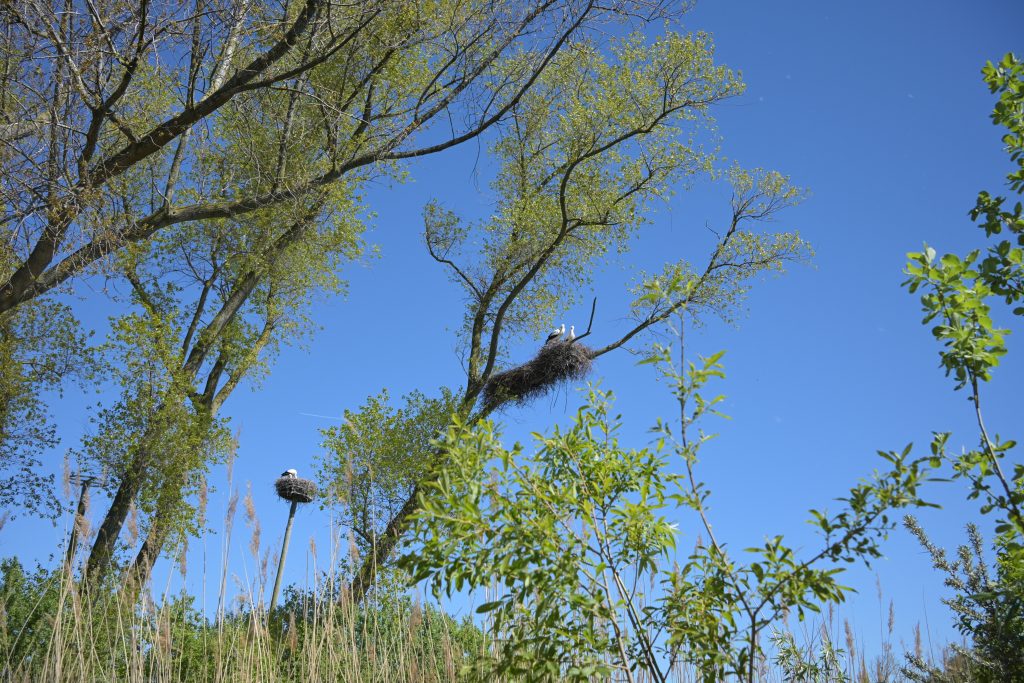 des nids de cigognes dans les arbres