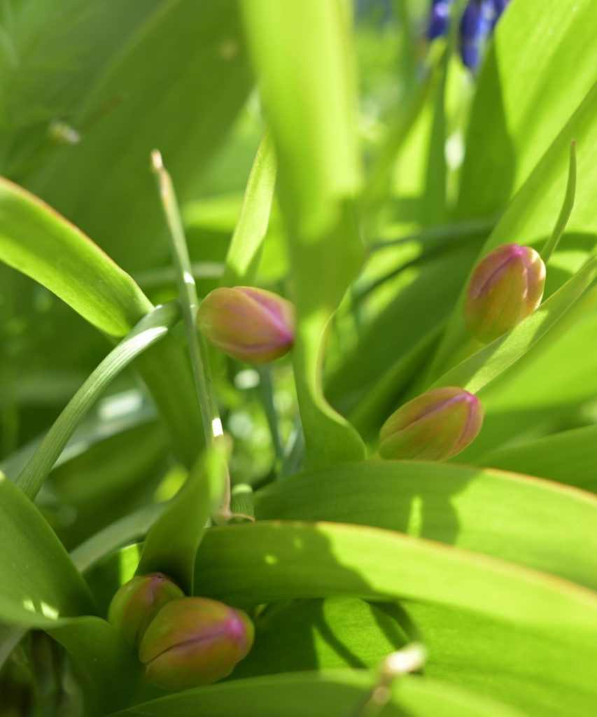 Tulips close up