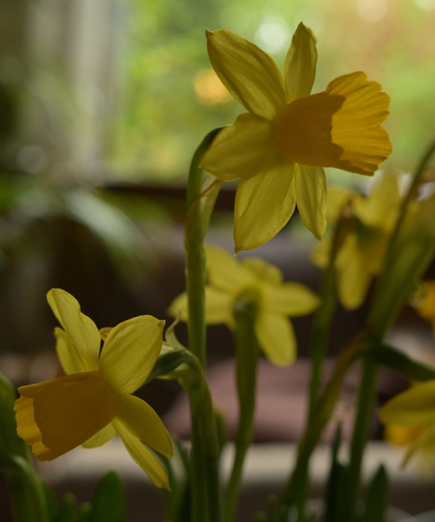 daffodils
