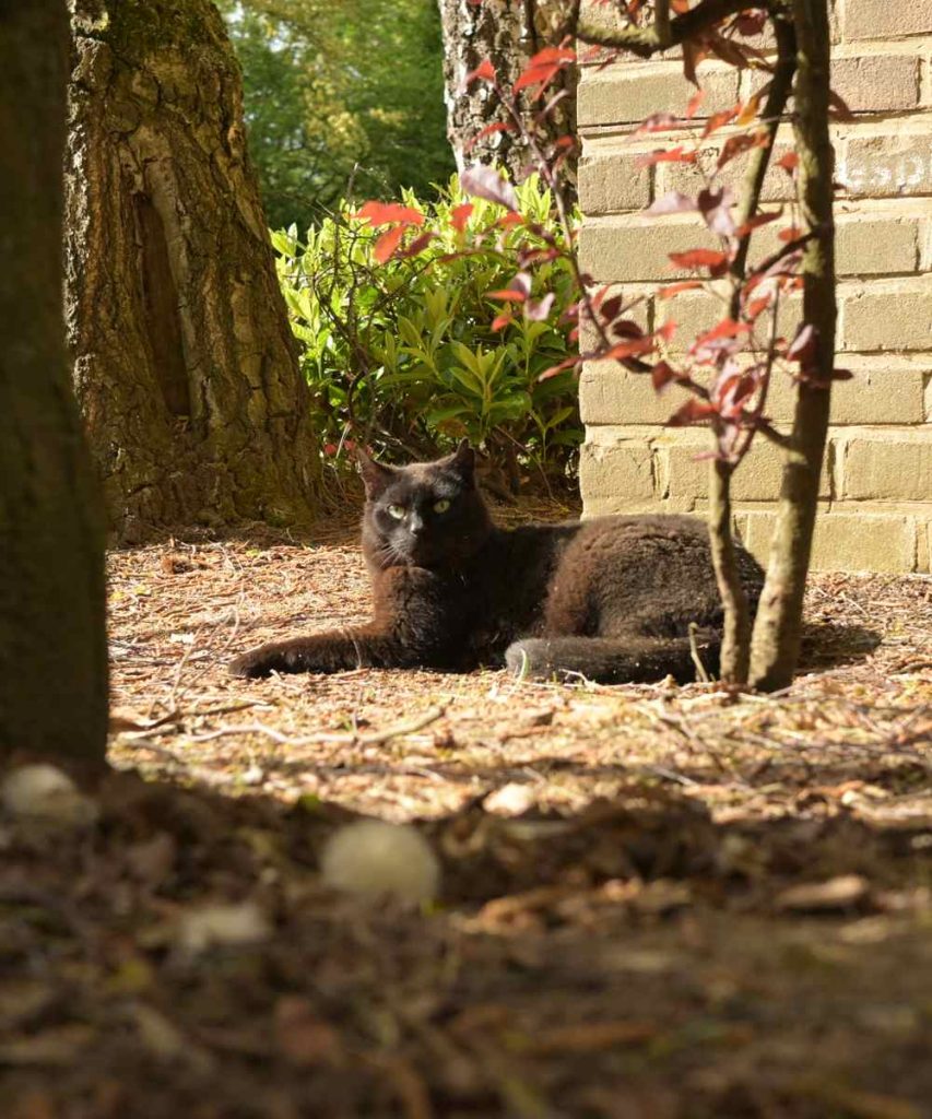 a cat bathing in the sun
