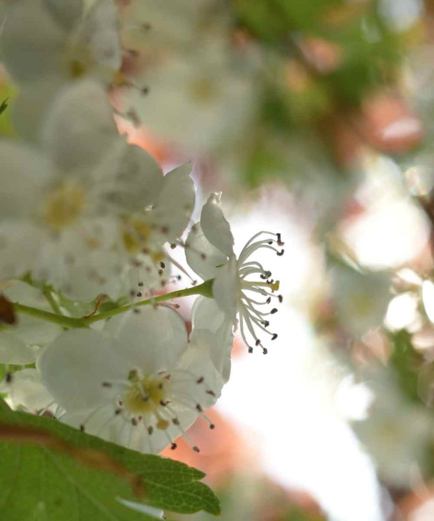 white flowers