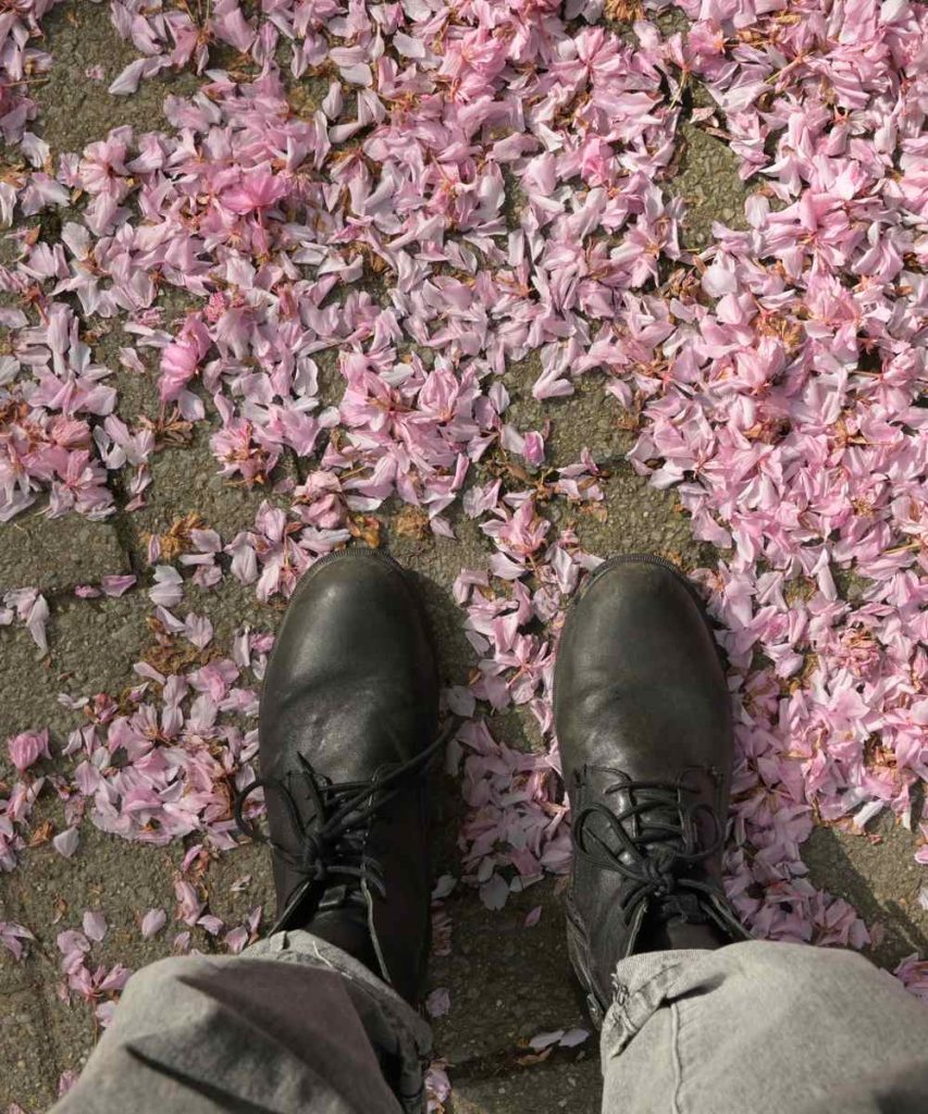 Cherry blossom carpeting the streets.