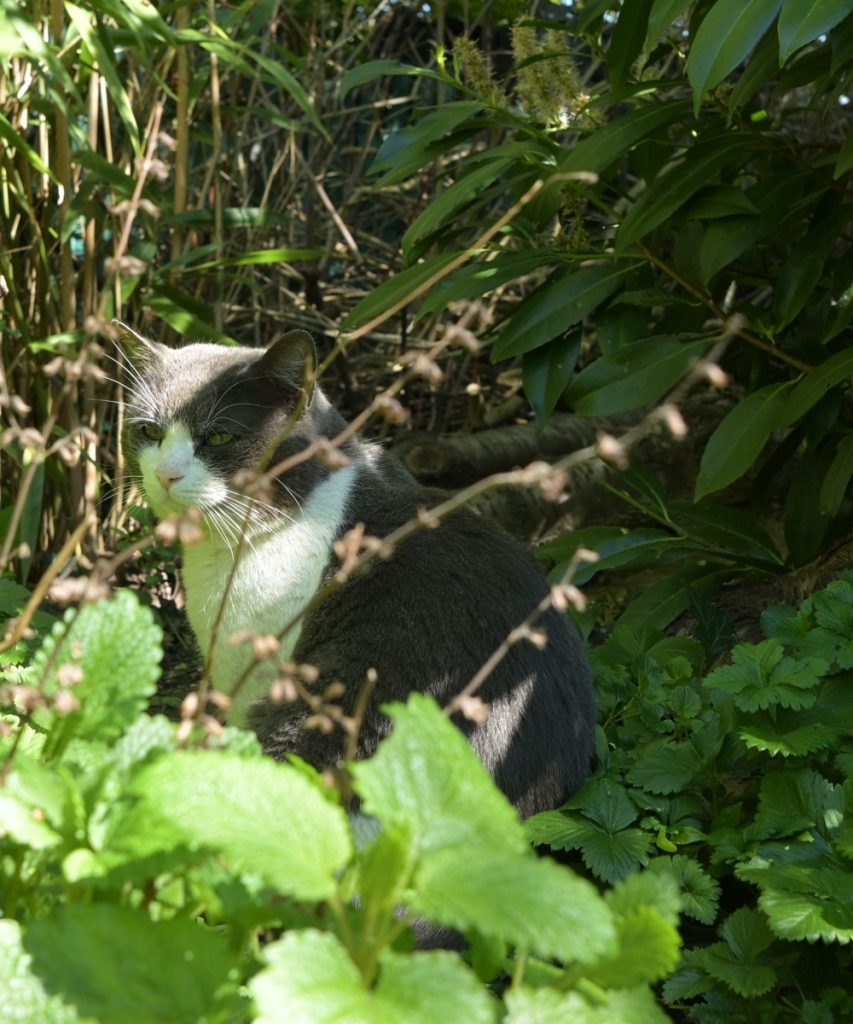 a cat looking grumpy
