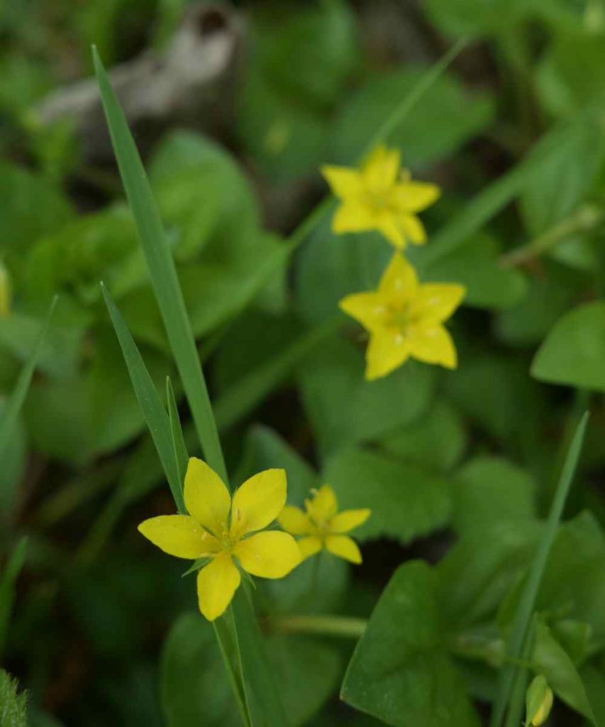 star shaped yellow flowers