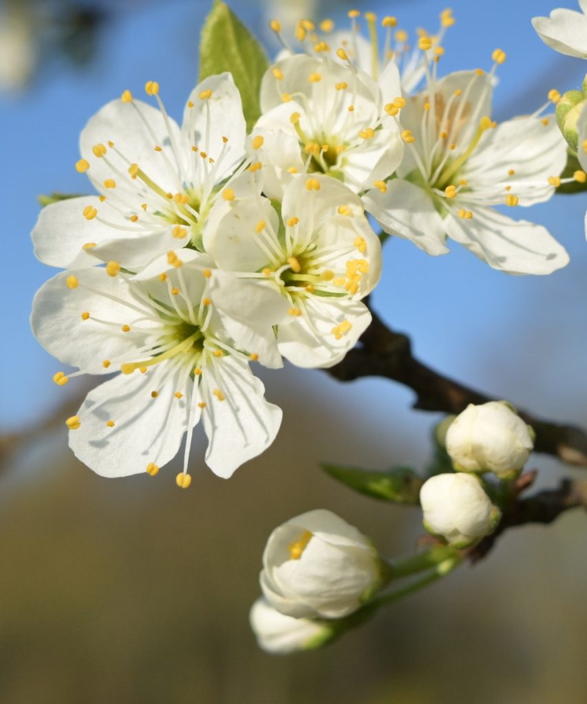 cherry blossom